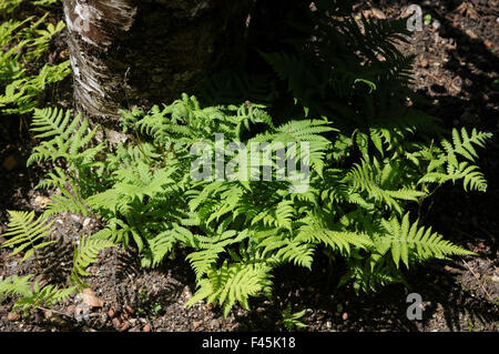 Long-beech fern Stock Photo