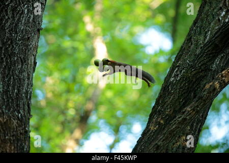 Japanese squirrel (Sciurus lis)  jumping from tree to tree with four Walnut (Juglans ailantifolia) in its mouth, Mount Yatsugatake, Nagano Prefecture, Japan, August. Endemic species. Stock Photo