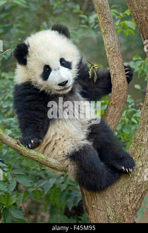 Giant Panda (Ailuropoda melanoleuca) cub climbing tree. Chengdu, China. Captive. Stock Photo