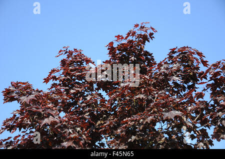 Redleaved norway maple Stock Photo