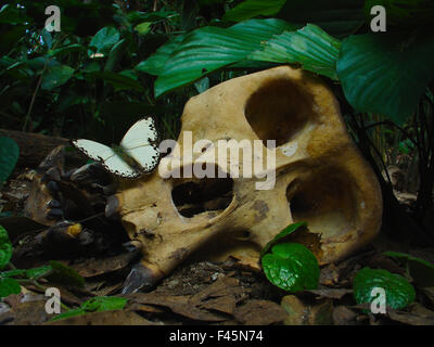 silverback gorilla skull