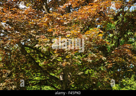 Redleaved norway maple Stock Photo