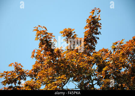 Redleaved norway maple Stock Photo