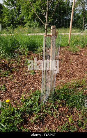 Tree protect Stock Photo