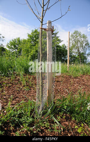 Tree protect Stock Photo