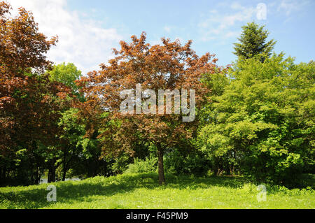 Redleaved norway maple Stock Photo