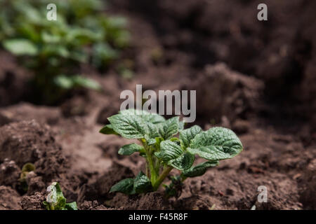 Young potato on soil cover. plant close-up Stock Photo
