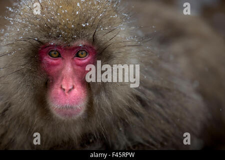 Japanese Macaque (Macaca fuscata) female portrait. Jigokudani Yean-Koen National Park, Japan, February. Stock Photo