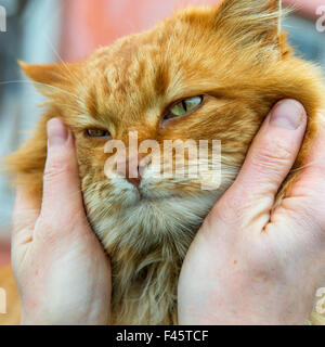 Red cat with green eyes Stock Photo