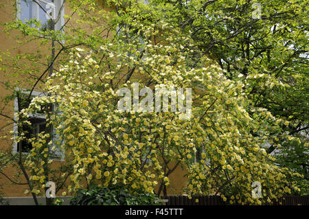 Father hugos rose Stock Photo