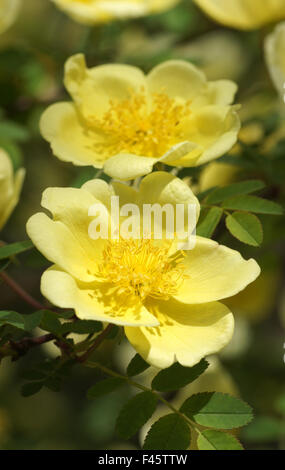 Father hugos rose Stock Photo