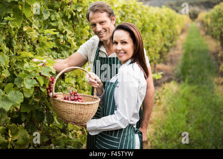 Smiling winegrower couple picking grapes Stock Photo