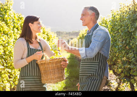 Smiling vintners harvesting grapes Stock Photo