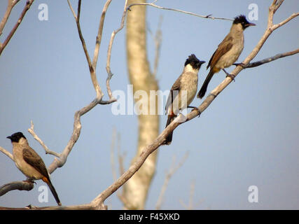 Bintan, Riau Islands, Indonesia. 15th Oct, 2015. BINTAN, INDONESIA - OCTOBER 15: The sooty-headed bulbul (Pycnonotus aurigaster) seen on October 15, 2015 in Bintan, Riau Islands Province, Indonesia.The sooty-headed bulbul (Pycnonotus aurigaster) is a species of songbird in the Pycnonotidae family. It is found in Cambodia, China, Hong Kong, Indonesia, Laos, Burma, Thailand, and Vietnam. Its natural habitat is subtropical or tropical moist lowland forests. © Sijori Images/ZUMA Wire/Alamy Live News Stock Photo