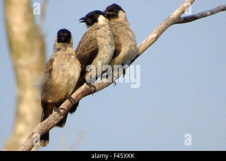 Bintan, Riau Islands, Indonesia. 15th Oct, 2015. BINTAN, INDONESIA - OCTOBER 15: The sooty-headed bulbul (Pycnonotus aurigaster) seen on October 15, 2015 in Bintan, Riau Islands Province, Indonesia.The sooty-headed bulbul (Pycnonotus aurigaster) is a species of songbird in the Pycnonotidae family. It is found in Cambodia, China, Hong Kong, Indonesia, Laos, Burma, Thailand, and Vietnam. Its natural habitat is subtropical or tropical moist lowland forests. © Sijori Images/ZUMA Wire/Alamy Live News Stock Photo