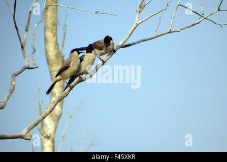 Bintan, Riau Islands, Indonesia. 15th Oct, 2015. BINTAN, INDONESIA - OCTOBER 15: The sooty-headed bulbul (Pycnonotus aurigaster) seen on October 15, 2015 in Bintan, Riau Islands Province, Indonesia.The sooty-headed bulbul (Pycnonotus aurigaster) is a species of songbird in the Pycnonotidae family. It is found in Cambodia, China, Hong Kong, Indonesia, Laos, Burma, Thailand, and Vietnam. Its natural habitat is subtropical or tropical moist lowland forests. © Sijori Images/ZUMA Wire/Alamy Live News Stock Photo