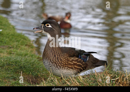 Carolina duck (female) Stock Photo