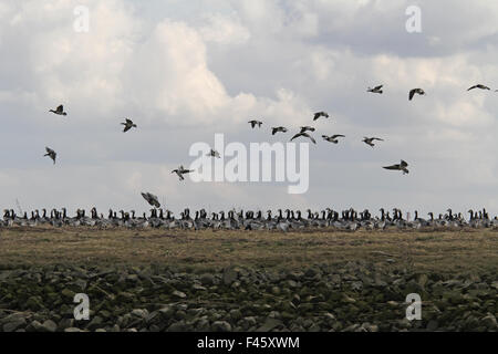 barnacle geese Stock Photo