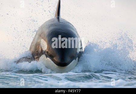 Orca (Orcinus orca) breaching, False Bay, South Africa Stock Photo