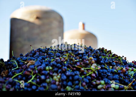 Heap of barely harvested red grapes with industrial fermentation tanks in background Stock Photo