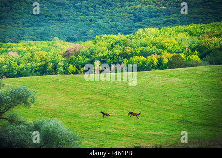 Two horses on green meadow Stock Photo