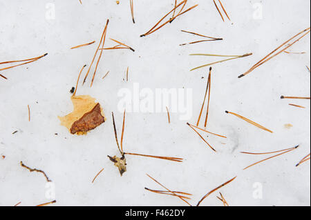 Close up background. Pine needles in forest on the snow. Stock Photo