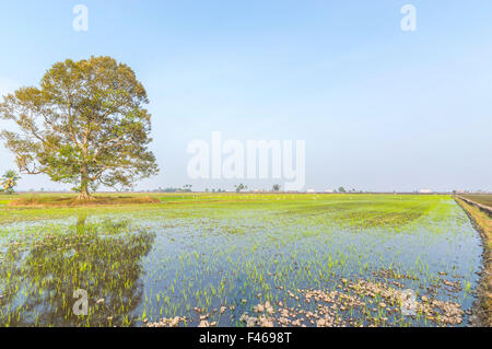 Tree at paddy field with blue skies Stock Photo