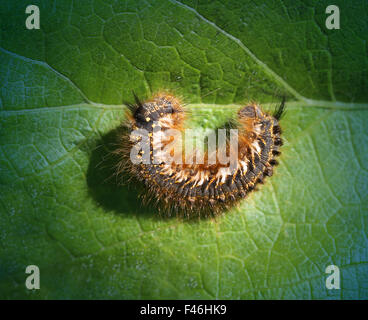 Big beautiful caterpillar rests on a green leaf Stock Photo