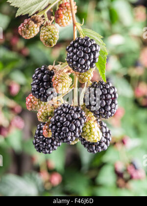 Blackberries on the shrub in the garden. Closeup shot. Stock Photo