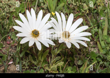 The Snow Daisy or Witmagriet, Dimorphotheca nudicaulis, growing in the Hantam National Botanical Garden at Nieuwoudtvile, South Stock Photo