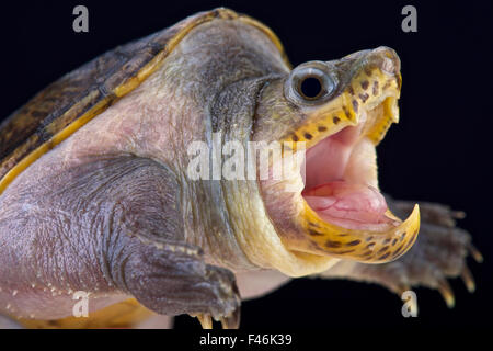 narrow-bridged musk turtle (Claudius angustatus) Stock Photo