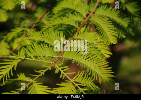 Dawn redwood Stock Photo
