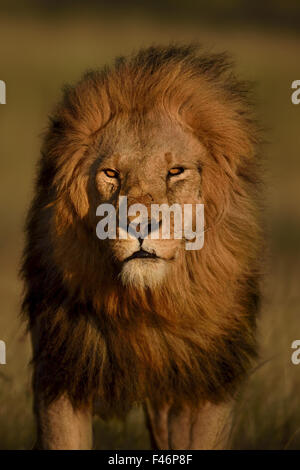 portrait of a lion Stock Photo - Alamy