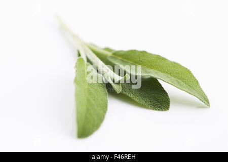 Sage sprig isolated on white background Stock Photo