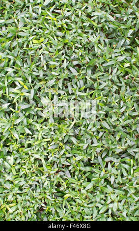 Myrtle leaves full frame Myrtus communis, Mediterranean medicinal plant. Stock Photo