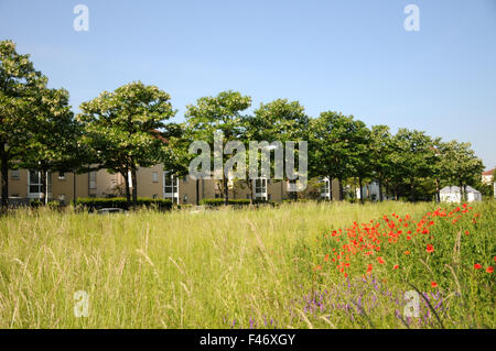 Black locust Stock Photo