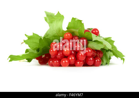 Bunch of red berries- guelder rose Stock Photo