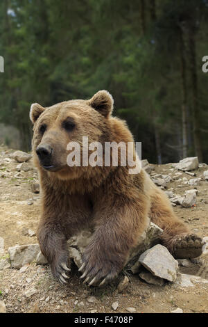 Brown bear with open mouth portrait Stock Photo