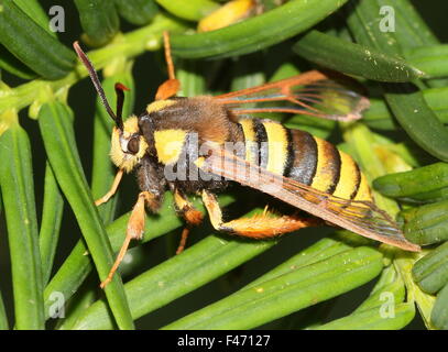 European Hornet moth or Hornet Clearwing (Sesia apiformis), a day-active moth mimicking a large bee or hornet Stock Photo
