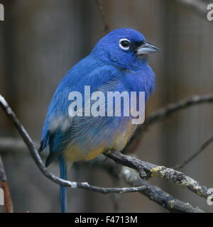 Male Rose bellied bunting or Rosita's bunting (Passerina rositae), native to Oaxaca an Chiapas in Southern Mexico Stock Photo