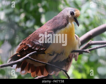 New Guinean Cinnamon ground dove (Gallicolumba rufigula), a.k.a. Golden heart pigeon or Red throated ground dove Stock Photo
