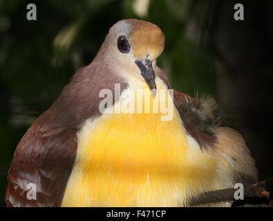 New Guinean Cinnamon ground dove (Gallicolumba rufigula), a.k.a. Golden heart pigeon or Red throated ground dove Stock Photo