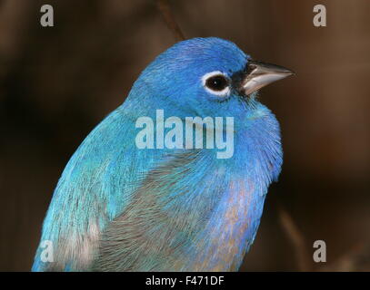 Male Rose bellied bunting or Rosita's bunting (Passerina rositae), native to Oaxaca an Chiapas in Southern Mexico Stock Photo