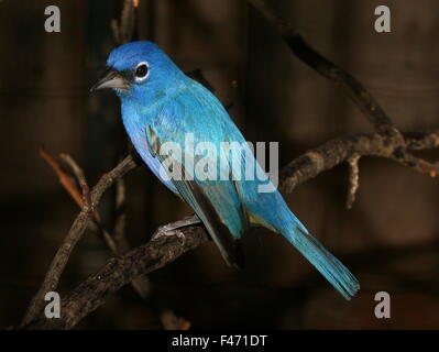 Male Rose bellied bunting or Rosita's bunting (Passerina rositae), native to Oaxaca an Chiapas in Southern Mexico Stock Photo