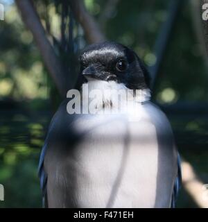 East Asian Azure winged magpie ( Cyanopica cyanus), closeup of head and upper body Stock Photo