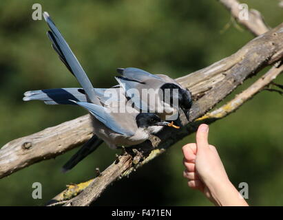 Group of  Asian Azure winged magpies ( Cyanopica cyanus) being fed by a bird handler at Avifauna Bird Zoo, Alphen, Netherlands Stock Photo