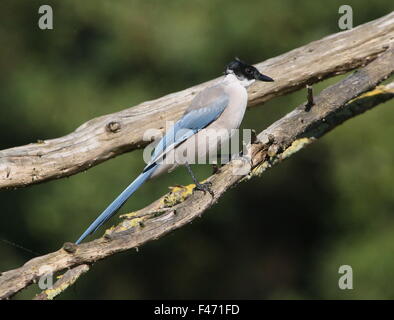 East Asian Azure winged magpie (Cyanopica cyanus)