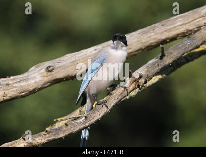 East Asian Azure winged magpie (Cyanopica cyanus) facing the camera Stock Photo