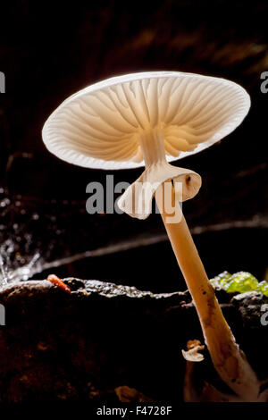 Porcelain fungus (Oudemansiella mucida), from beneath, Hesse, Germany Stock Photo