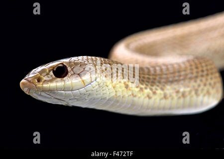 Blonde hognose snake (Leioheterodon modestus) Stock Photo